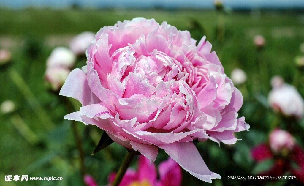 娇艳盛开的粉色牡丹花