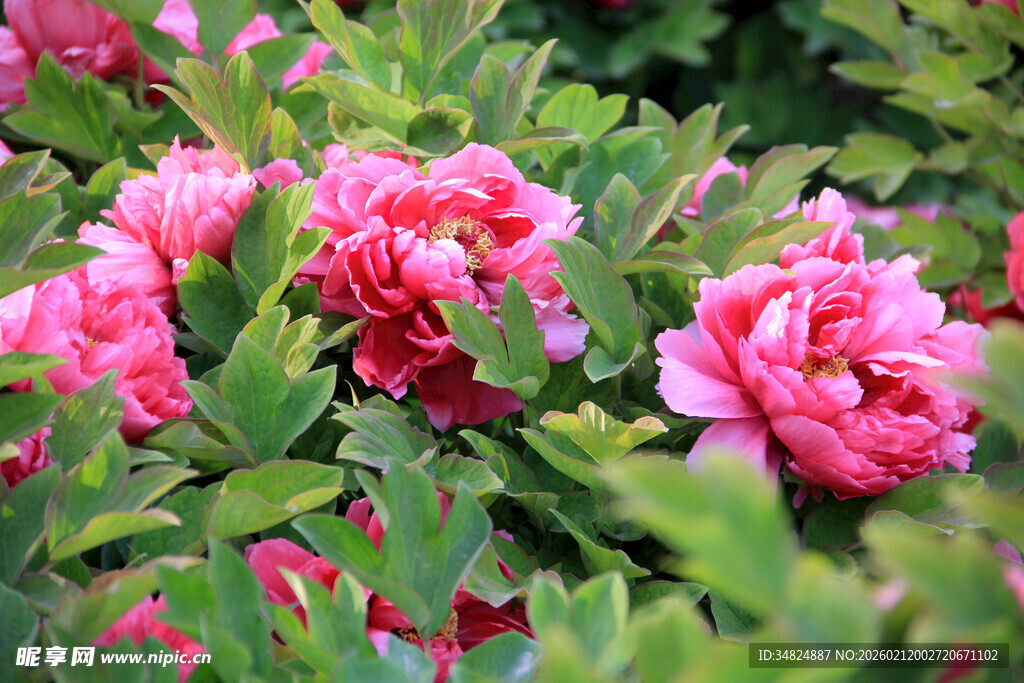娇艳盛开的粉色牡丹花