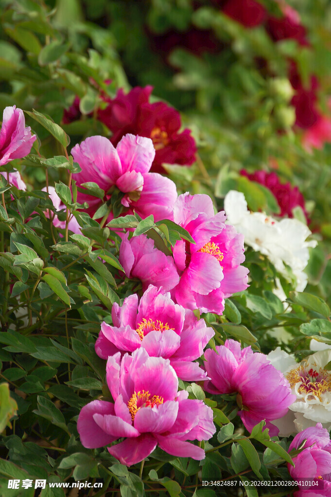 娇艳盛开的多彩牡丹花