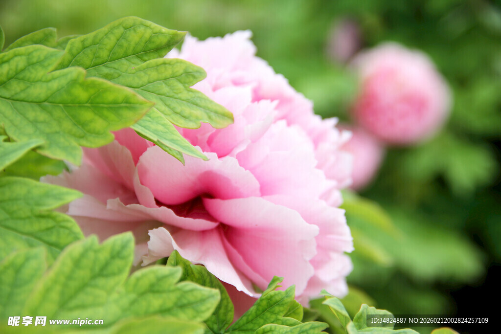 娇艳粉色牡丹花