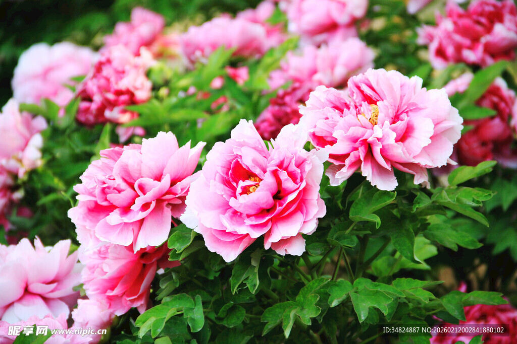 娇艳盛开的粉色牡丹花