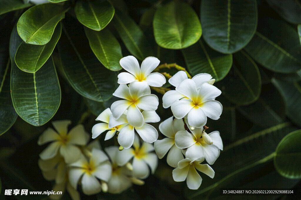 清新白色花朵与绿叶相伴