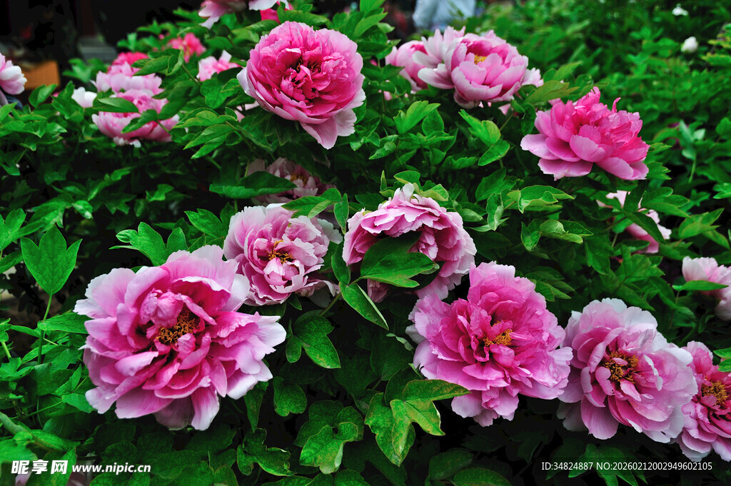 娇艳盛开的粉色牡丹花