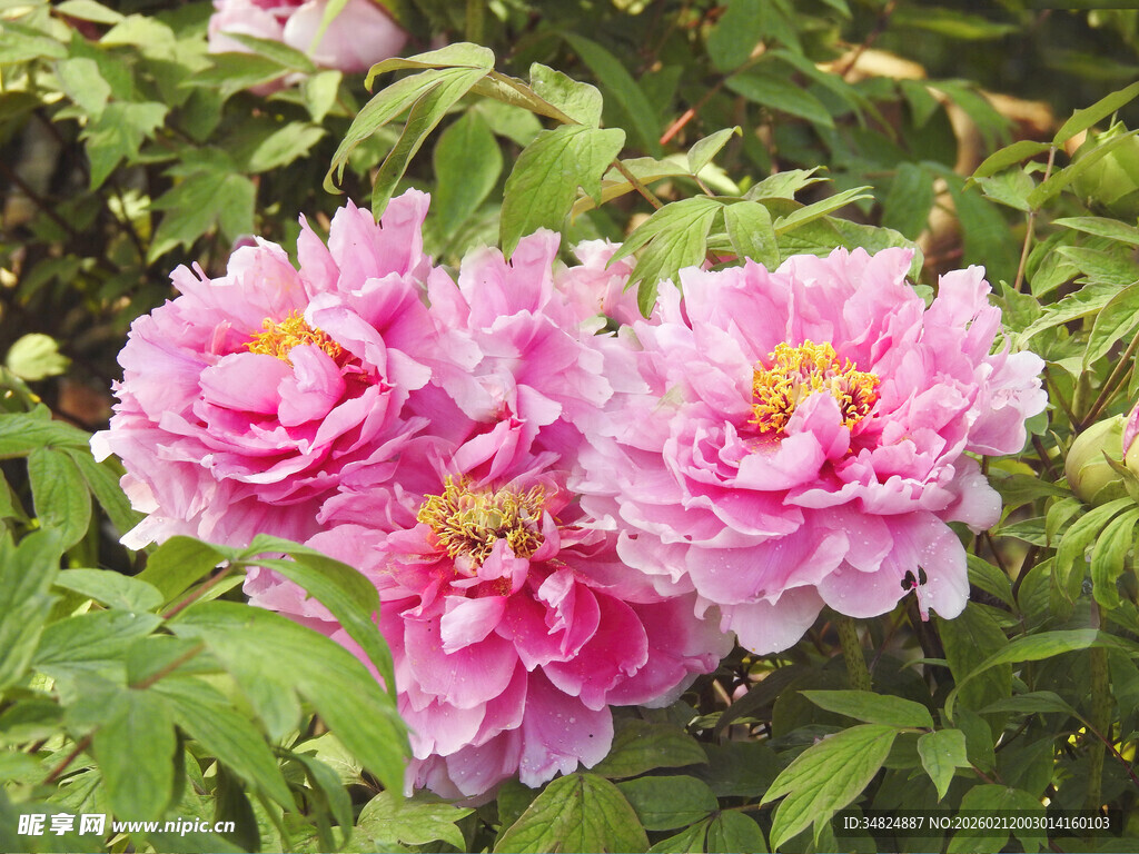 娇艳粉色牡丹花绽放