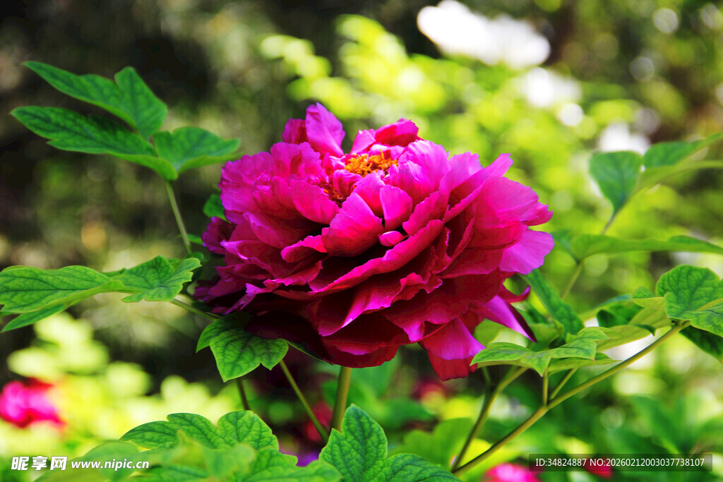 娇艳盛开的紫红色牡丹花