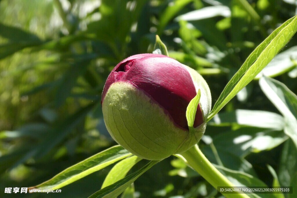含苞待放的芍药花