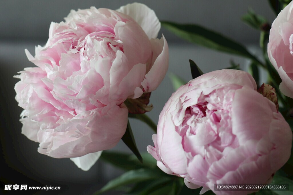 娇艳粉色牡丹花绽放