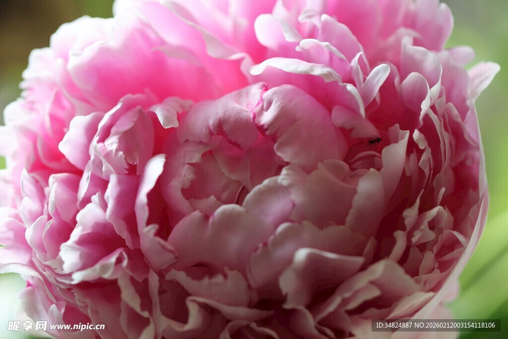 娇艳盛开的粉色牡丹花