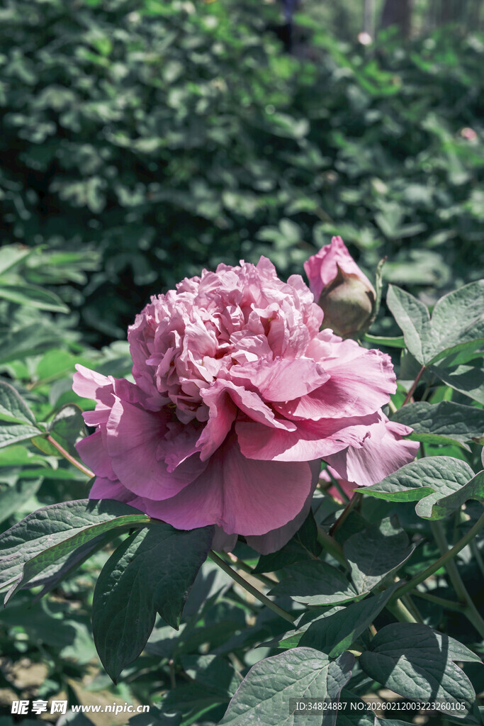 娇艳粉色牡丹花绽放