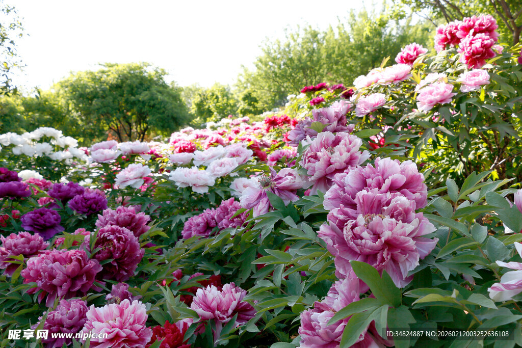 多彩绚烂的美丽牡丹花卉景观