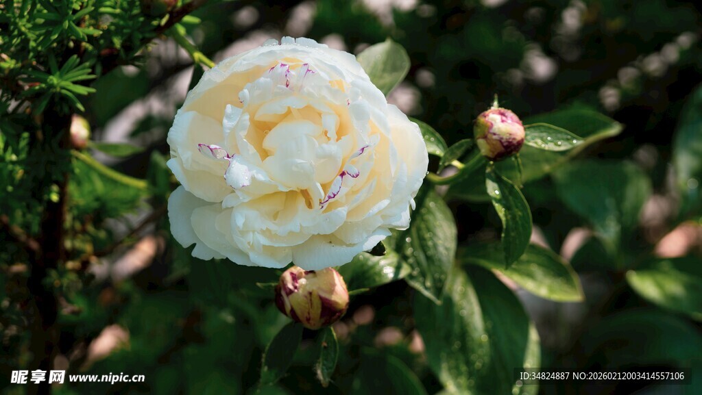 洁白茶花绽放绿叶间