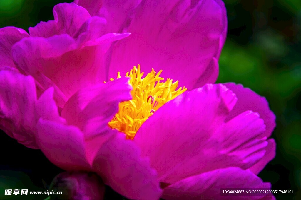 娇艳紫牡丹特写