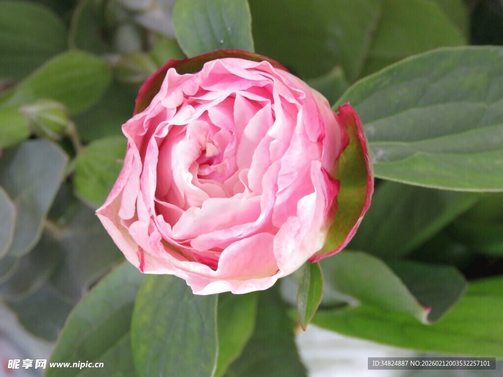 娇艳粉色玫瑰绽放