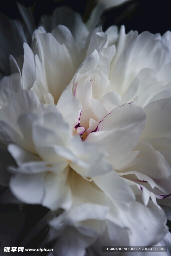 优雅白牡丹绽放瞬间