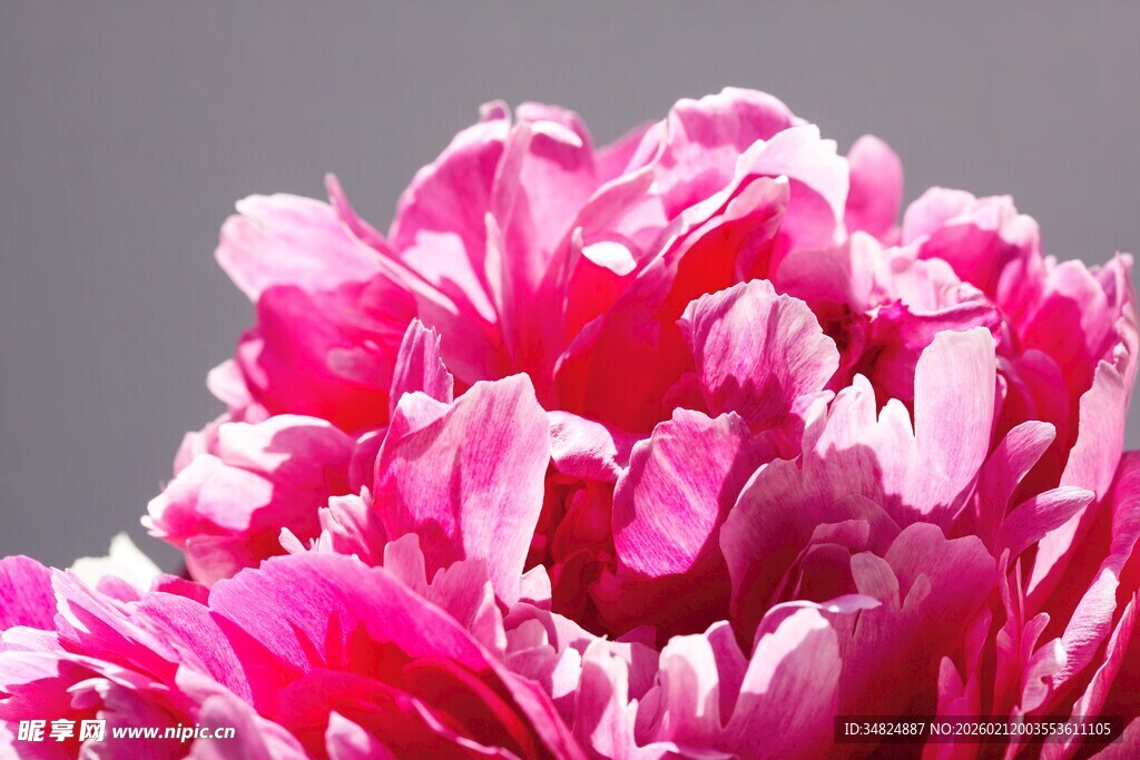 娇艳盛开的粉色牡丹花