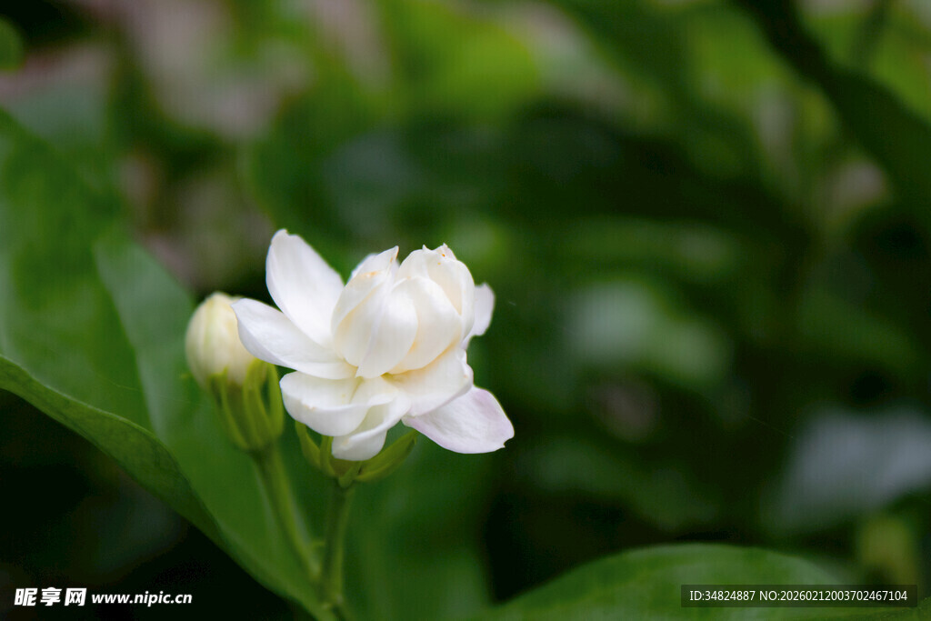 洁白茉莉花绽放绿叶间