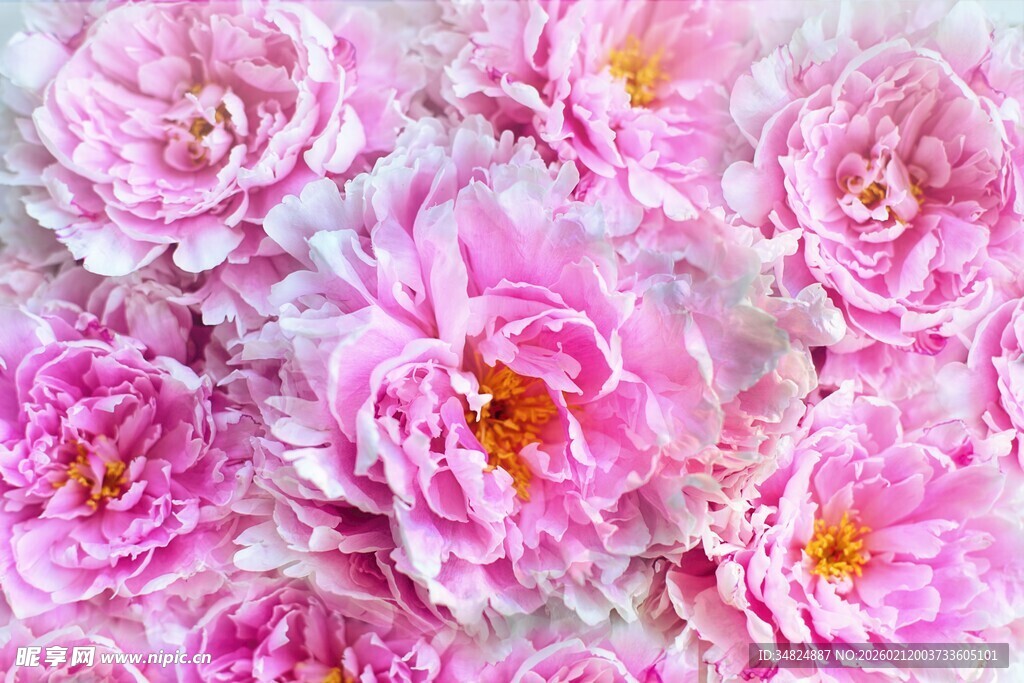 粉色娇艳盛开的美丽花朵