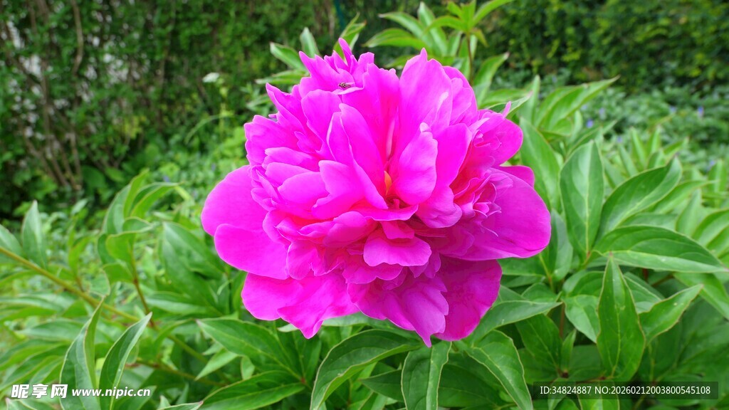 娇艳盛开的粉色牡丹花