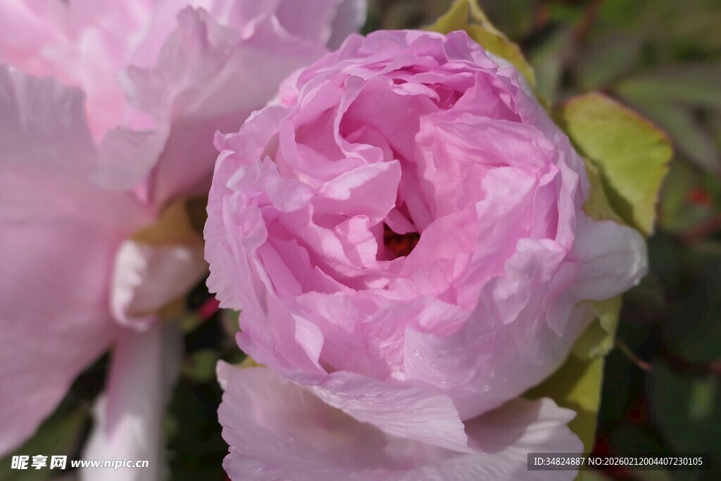 娇艳粉色玫瑰特写