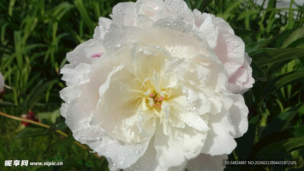 白色娇艳盛开的牡丹花