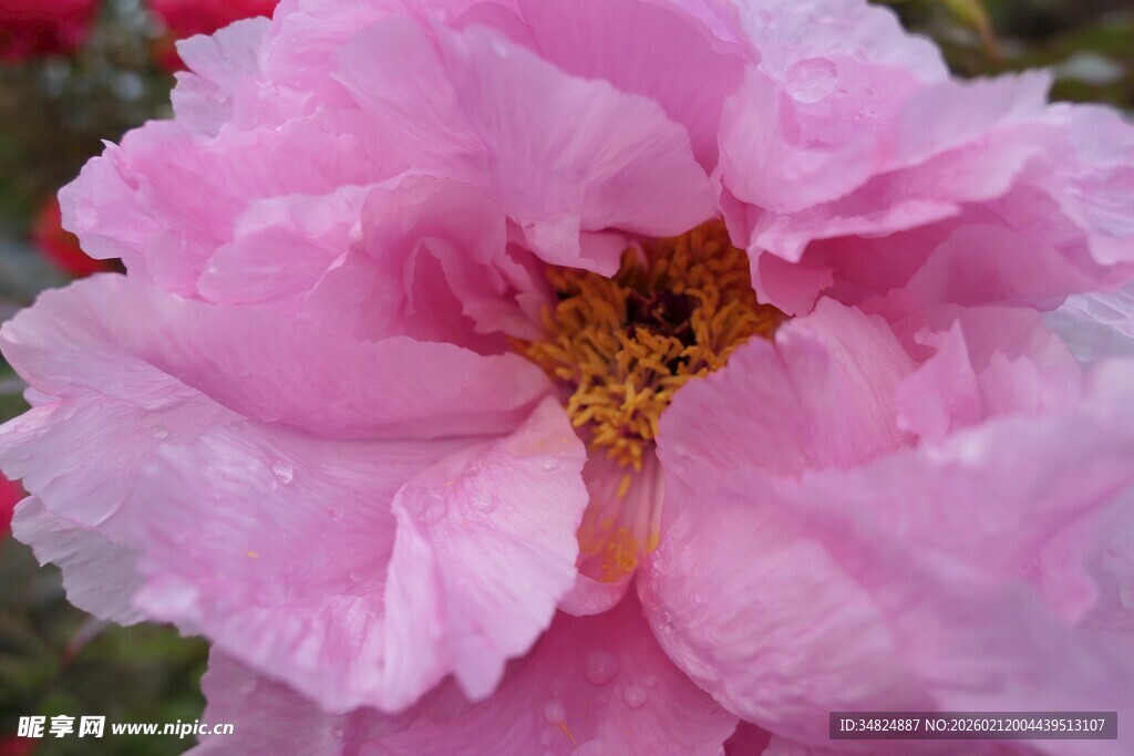娇艳粉色月季花特写