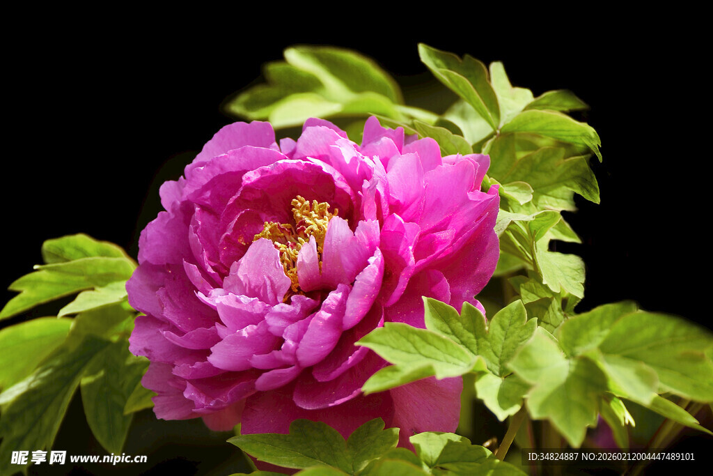 娇艳盛开的紫牡丹