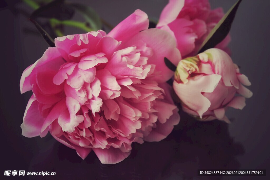 娇艳粉色芍药花特写