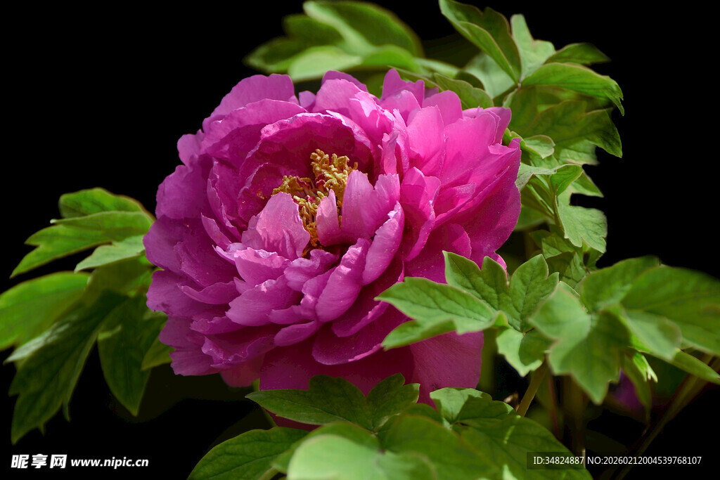 娇艳盛开的紫牡丹