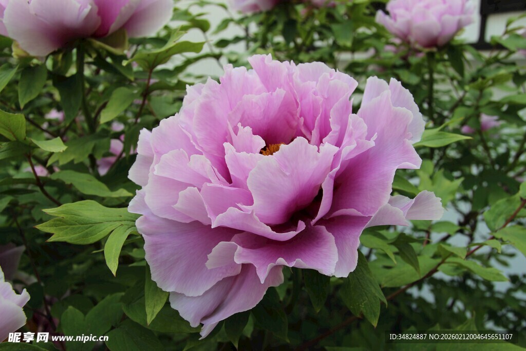 娇艳盛开的粉色牡丹花