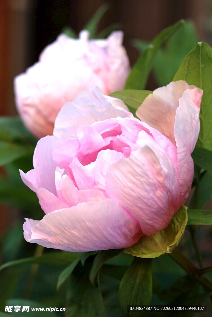 娇艳粉色芍药花绽放