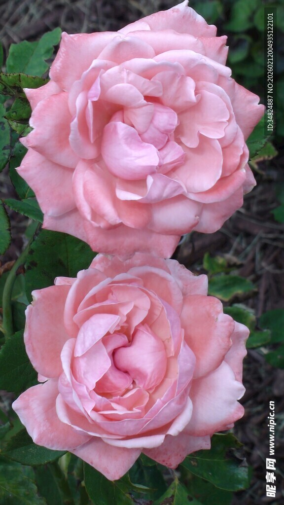 三朵柔美粉色月季花