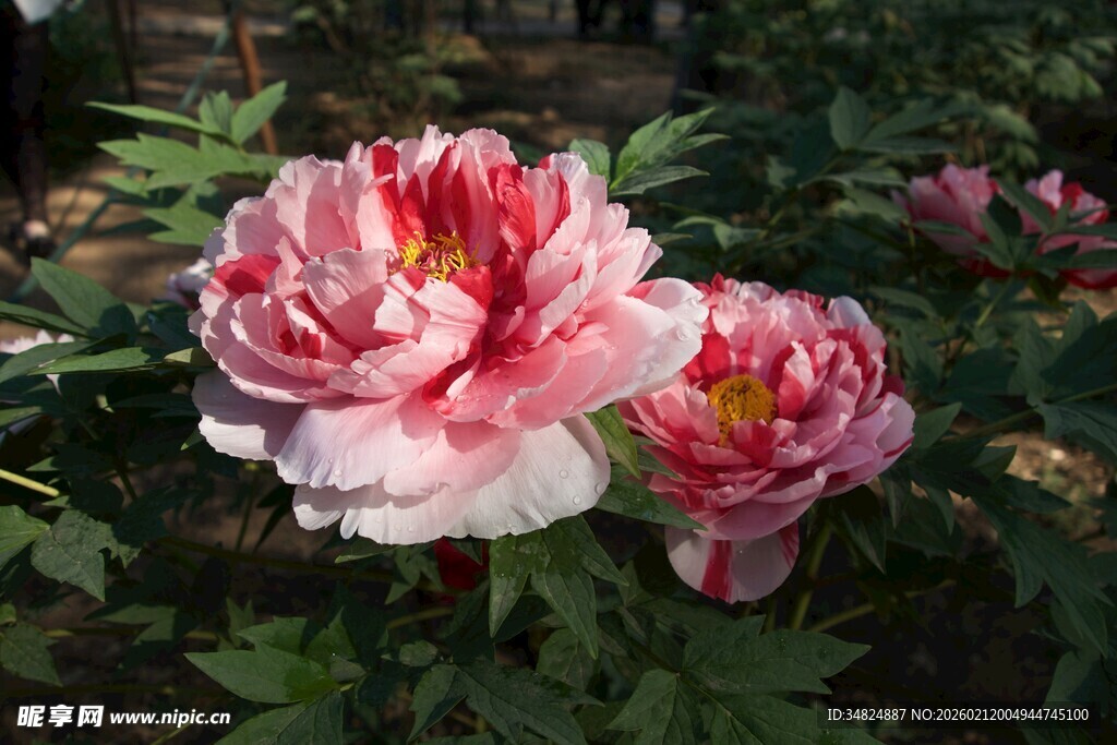 娇艳双色牡丹花绽放