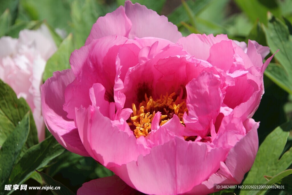 娇艳盛开的粉色牡丹花
