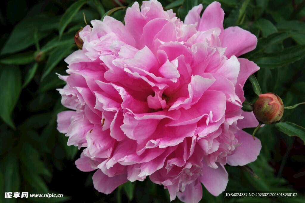 娇艳粉色芍药花绽放