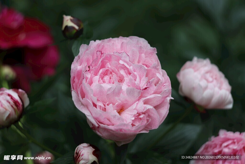 娇艳粉色芍药绽放美景