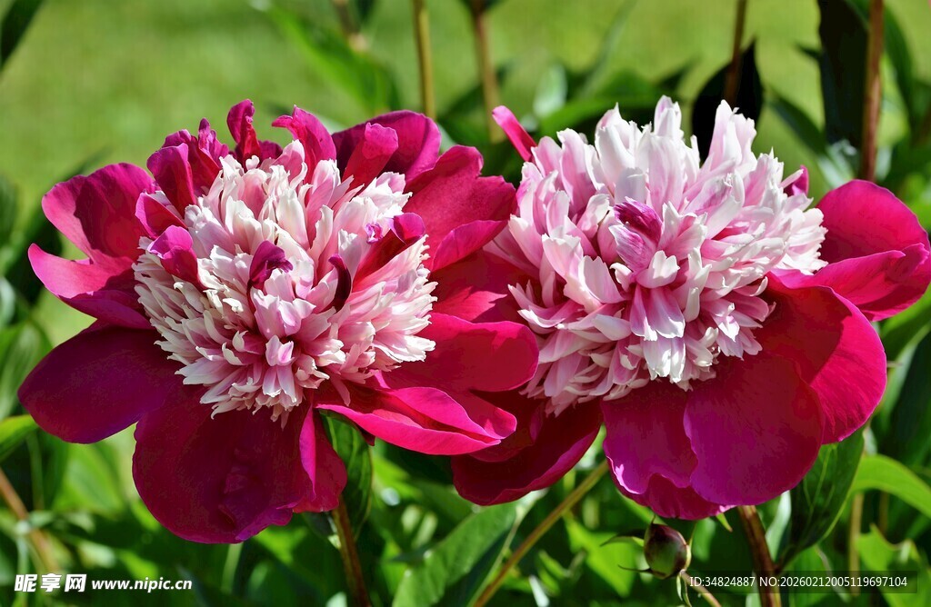 娇艳双色芍药绽放