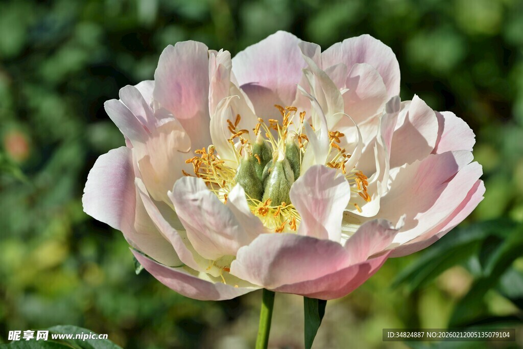 娇艳盛开的粉色牡丹花