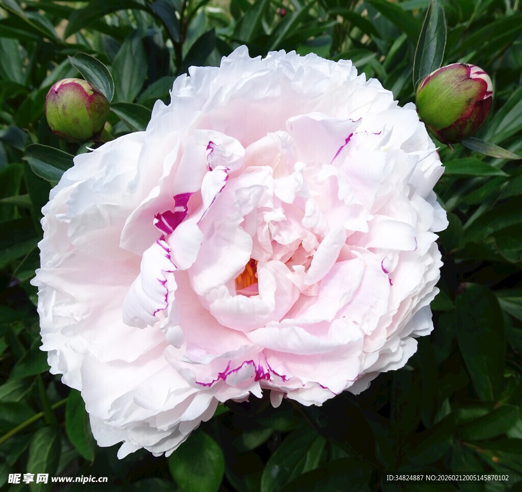 盛开的粉白色芍药花