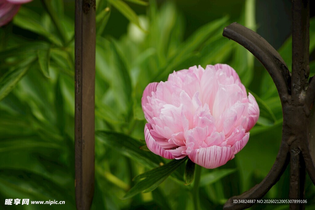 娇艳粉色芍药花