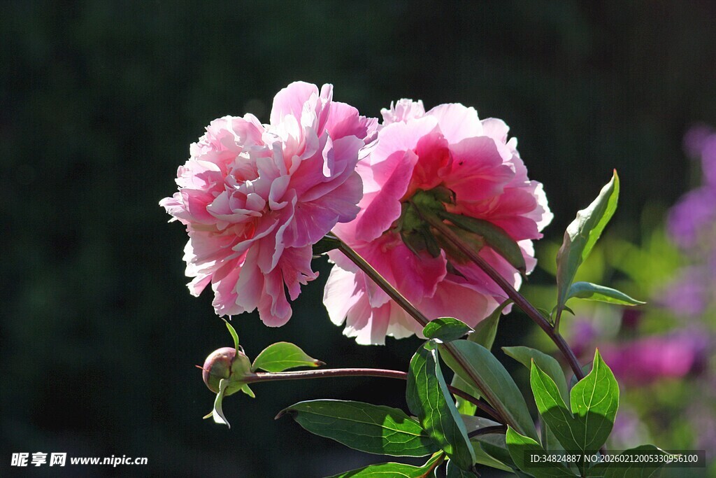 娇艳粉色花朵绽放