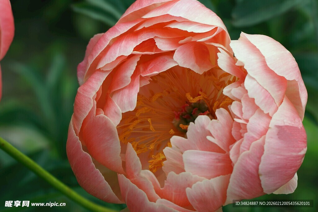 娇艳粉色牡丹花绽放