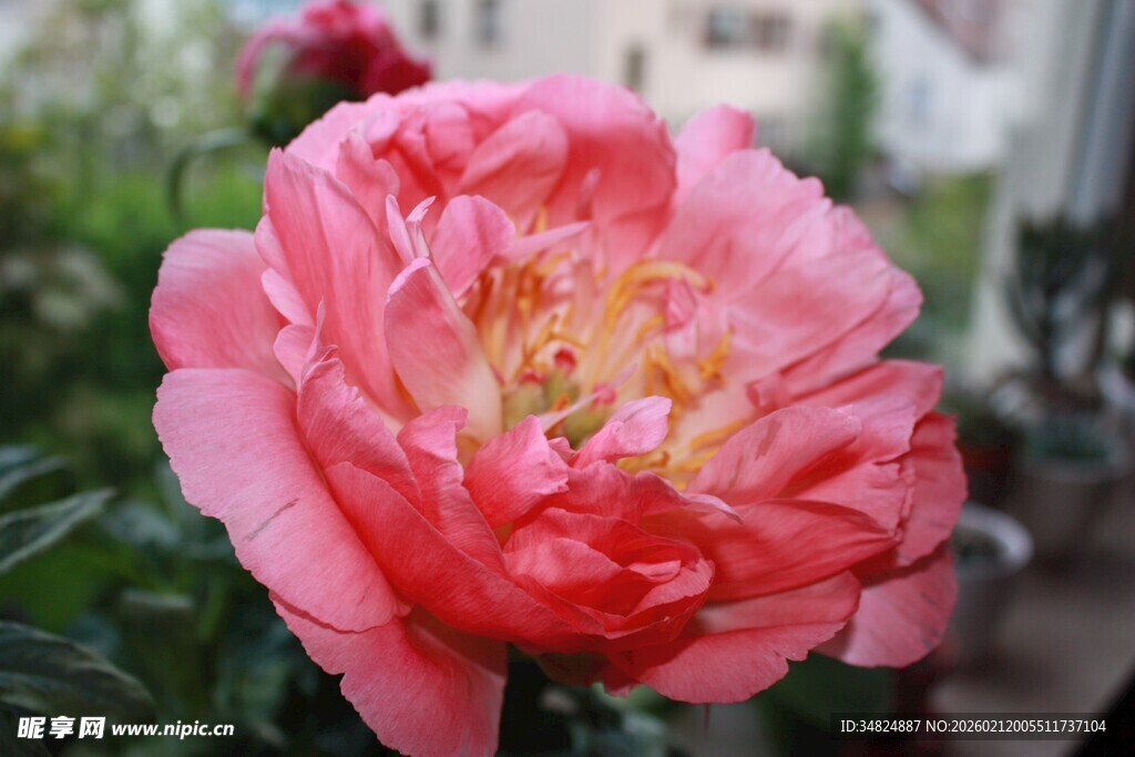 娇艳盛开的粉色牡丹花