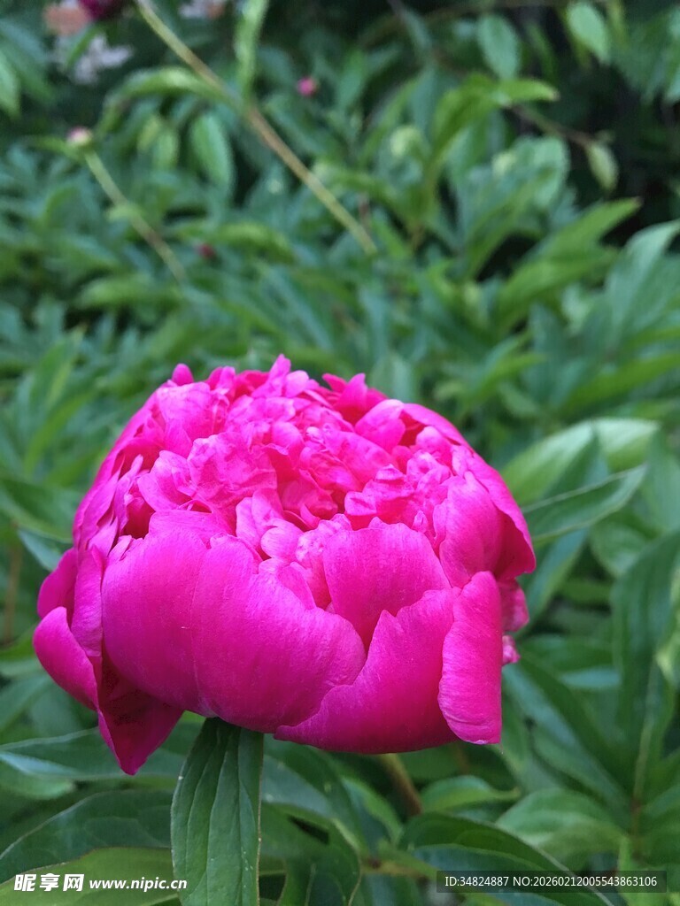 娇艳盛开的粉色牡丹花