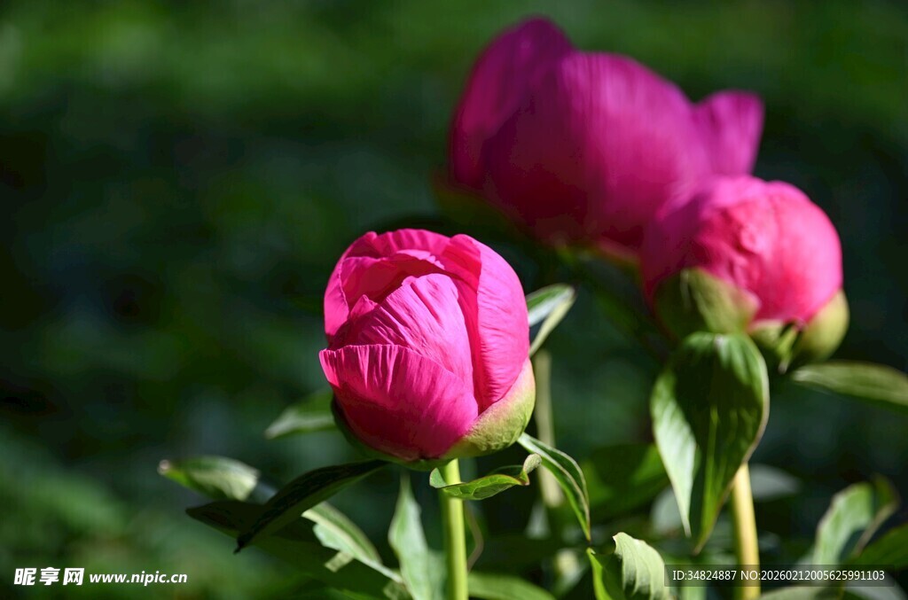 娇艳欲滴的绽放粉色牡丹