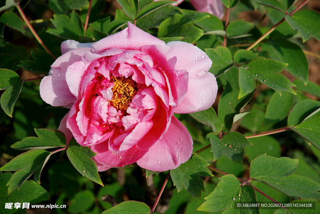 娇艳盛开的粉色牡丹花