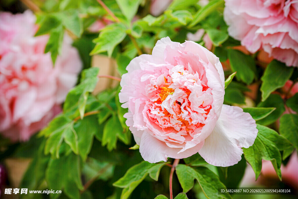 娇艳盛开的粉色牡丹花