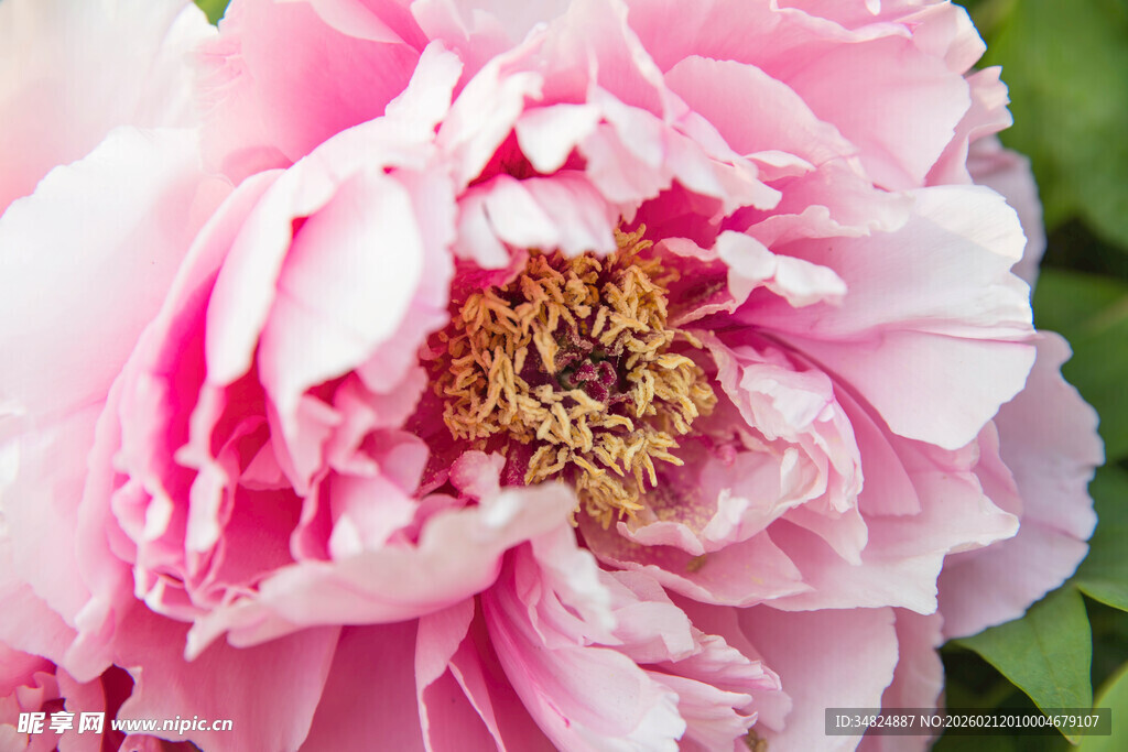 娇艳盛开的粉色牡丹花