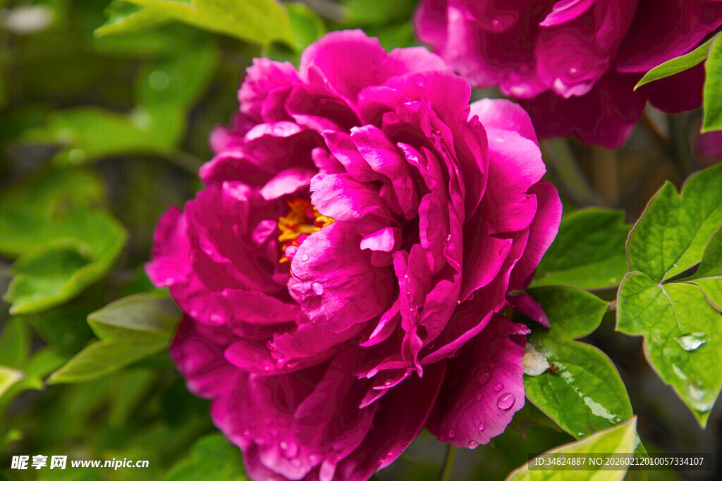 娇艳欲滴的深粉牡丹花