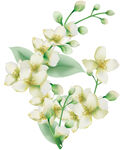 清新茉莉花插画