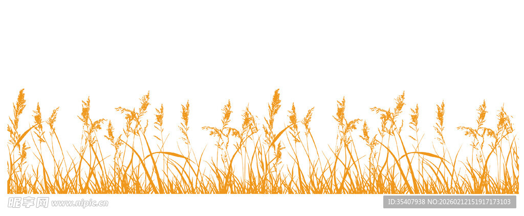 金色芦苇